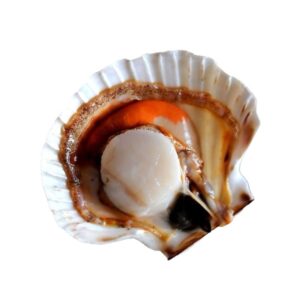 Kammmuschelfleisch halbe Schale m.Rogen,Roh 20/40 1kg